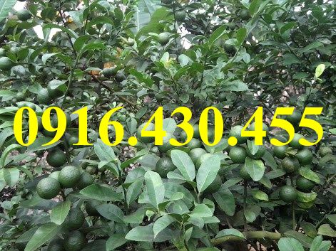 Cây giống chanh tứ quý
